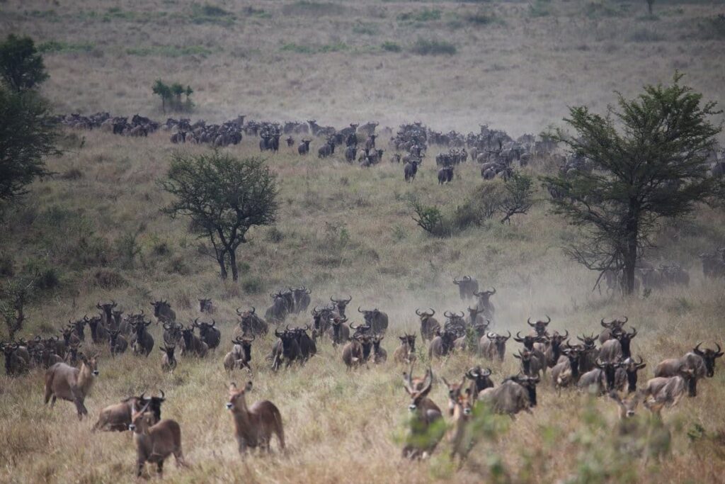 Serengeti Safari Insights – Plan Your Dream Adventure image2