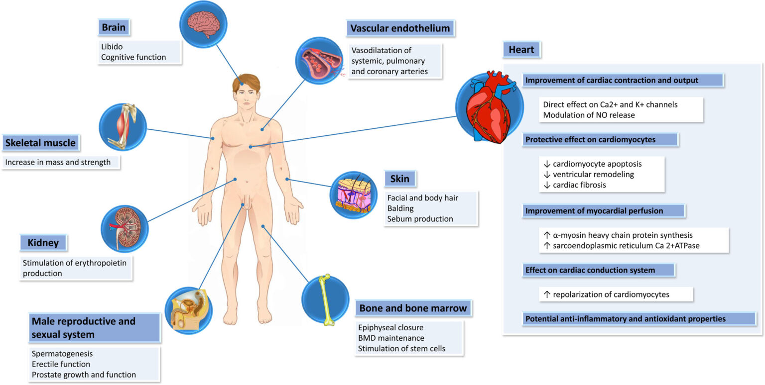 TRT Therapy Benefits, Risks, and What to Expect from Treatment